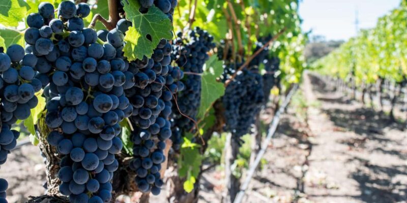 Cape Town: Franschhoek and Wine Tram Tour - An In-Depth Look at the Tour Experience