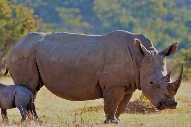Cape Town Full Day Aquila reserve safari - Key Points