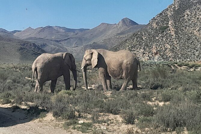 Cape Town Full Day Aquila reserve safari - The Itinerary: A Deep Dive