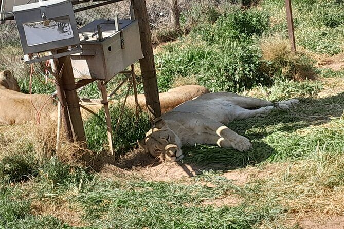 Cape Town Full Day Aquila reserve safari - Is This Tour Worth It?