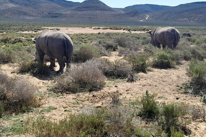 Cape Town Full Day Aquila reserve safari - Who Should Consider This Tour?