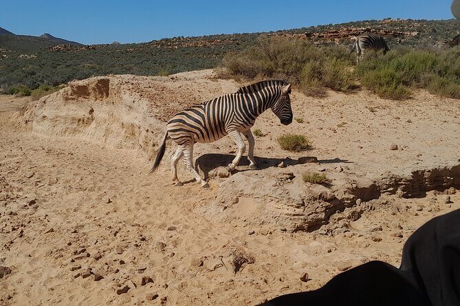 Cape Town Full Day Aquila reserve safari - FAQ