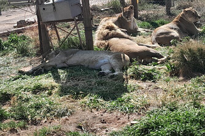 Cape Town Full Day Aquila reserve safari - Final Thoughts