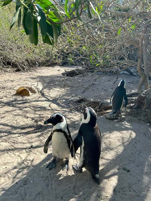 Cape Town: Full Day Cape of Good Hope with Penguins Tour - Who Will Love This Tour?
