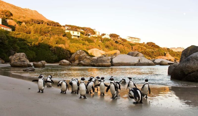 Cape Town: Full-Day Cape Peninsula and Penguins Tour - A Complete Breakdown of the Tour