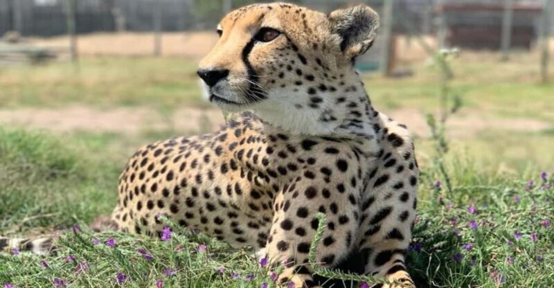 Cape Town Full-Day Cheetah Outreach & Winelands Private Tour - The Itinerary in Detail