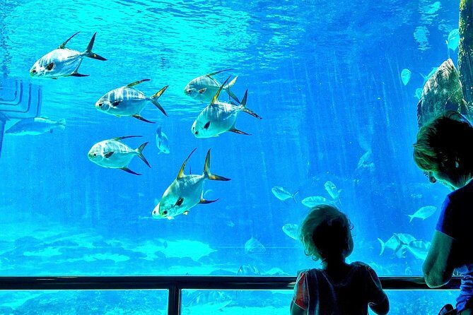 Cape Town Full Day Family Fun With Kids Private Tour - An In-Depth Look at the Itinerary and What You Can Expect