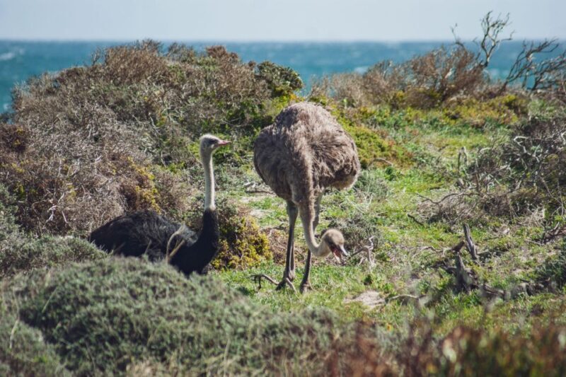 Cape Town: Full-Day Private Peninsula Tour - Key Points