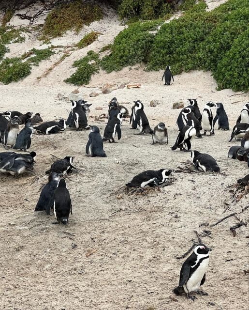 Cape Town: Full-Day Private Peninsula Tour - Who Will Love This Tour?
