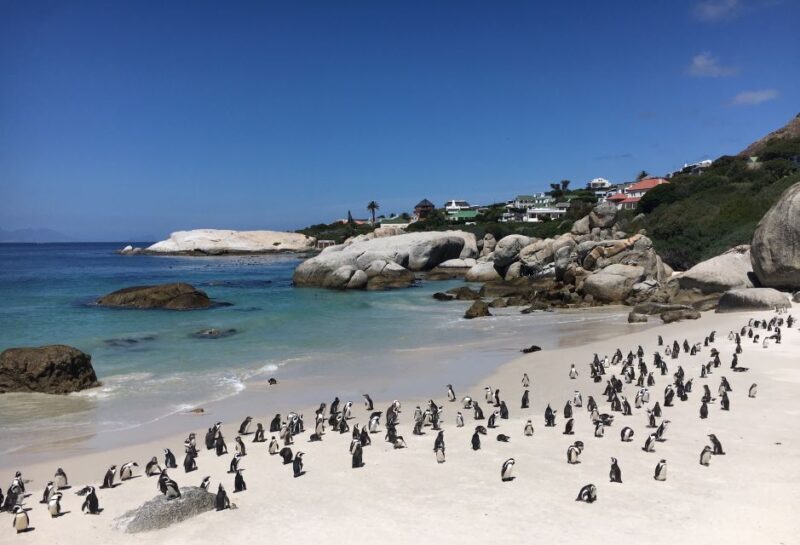 Cape Town: Full-Day Private Tour with Cape Point & Penguins - Why the Price Offers Good Value