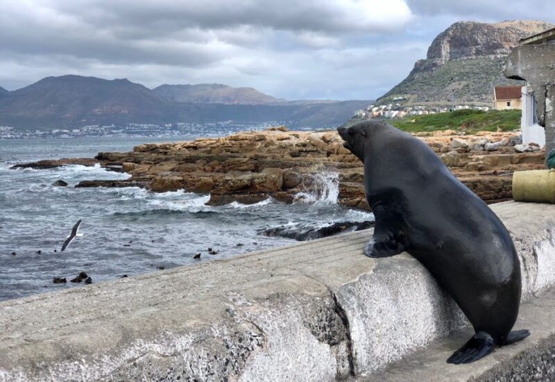 Cape Town: Full-Day Private Tour with Cape Point & Penguins - Final Thoughts