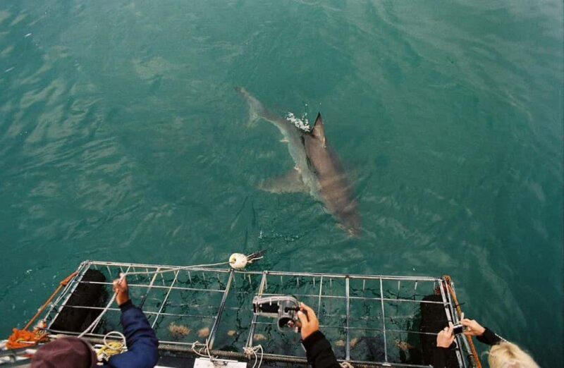 Cape Town : Gansbaai Eco-Friendly Shark Cage Diving Cruise - What Makes This Tour Special?