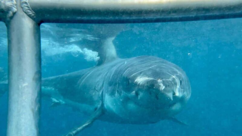 Cape Town : Gansbaai Eco-Friendly Shark Cage Diving Cruise - The Value of the Experience