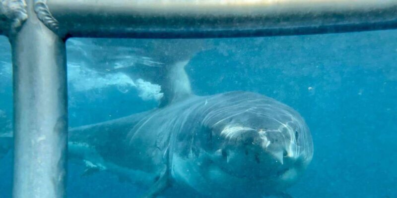 Cape Town : Gansbaai Eco-Friendly Shark Cage Diving Cruise - Practical Details and Tips