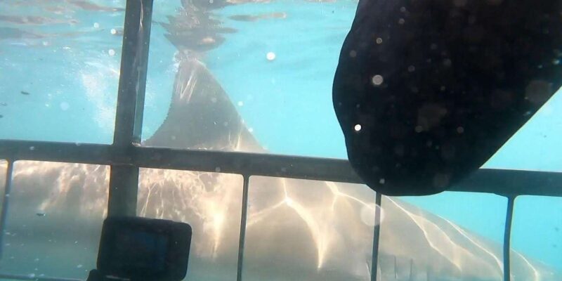 Cape Town : Gansbaai Eco-Friendly Shark Cage Diving Cruise - FAQs