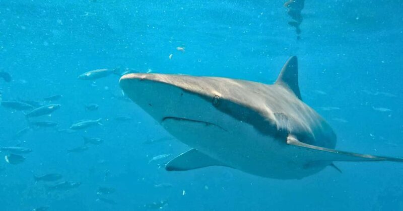 Cape Town: Gansbaai Eco-Friendly Shark Cage Diving Cruise - An In-Depth Look at the Gansbaai Shark Cage Diving Experience