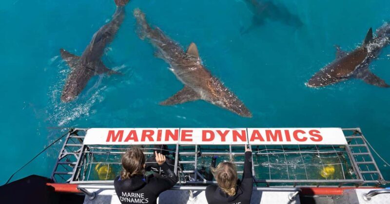 Cape Town: Gansbaai Eco-Friendly Shark Cage Diving Cruise - Real Traveler Insights