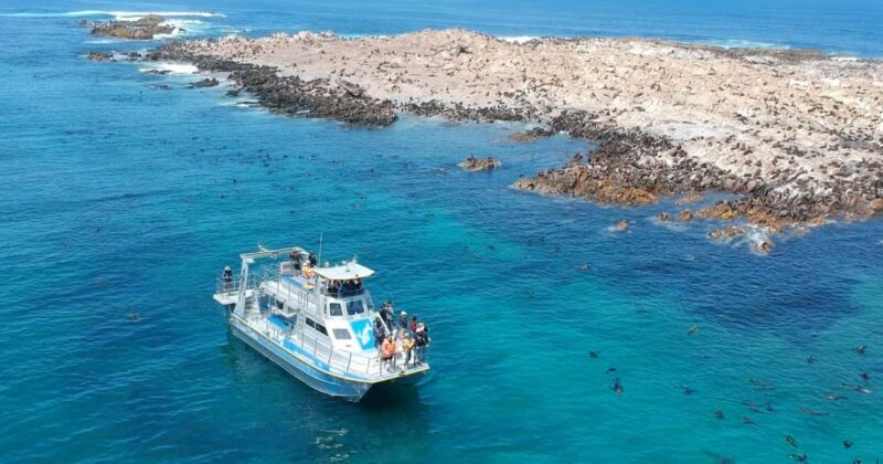 Cape Town: Gansbaai Eco-Friendly Shark Cage Diving Cruise - Who Is This Tour Perfect For?