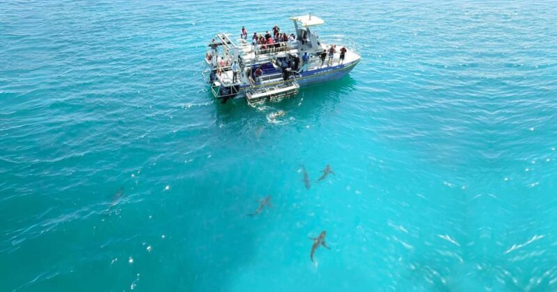 Cape Town: Gansbaai Eco-Friendly Shark Cage Diving Cruise - Final Thoughts