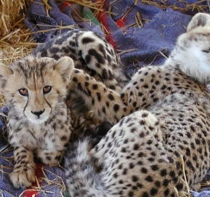 CAPE TOWN: Giraffe House and Cheetah Encounter with Wine - Key Points