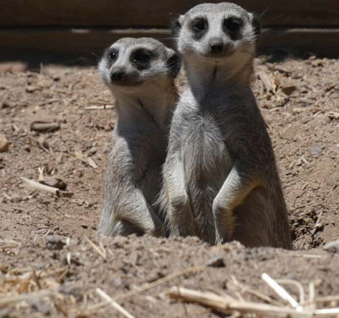 CAPE TOWN: Giraffe House and Cheetah Encounter with Wine - Additional Considerations