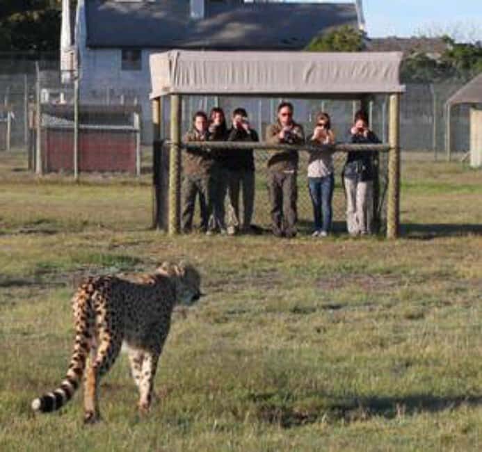 CAPE TOWN: Giraffe House and Cheetah Encounter with Wine - Frequently Asked Questions