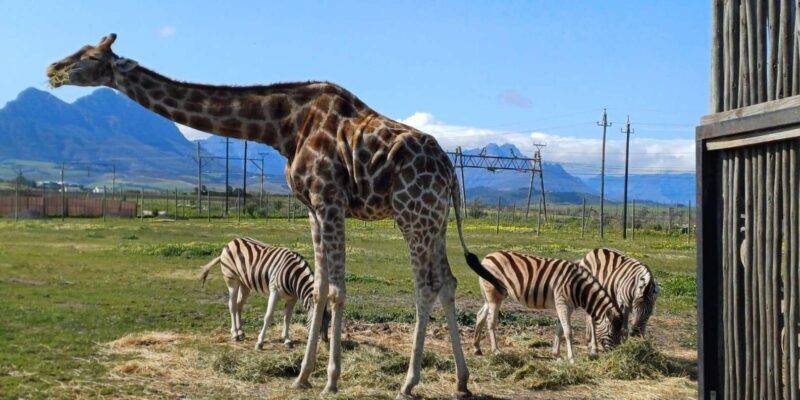 Cape Town Giraffe House, Cheetah Encounter and Wine Tasting - Exploring the Cape Town Giraffe House, Cheetah Encounter, and Wine Tasting Tour