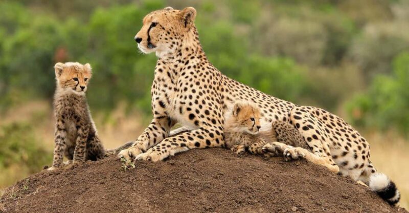 Cape Town Giraffe House, Cheetah Encounter and Wine Tasting - What to Expect from the Tour: A Detailed Breakdown