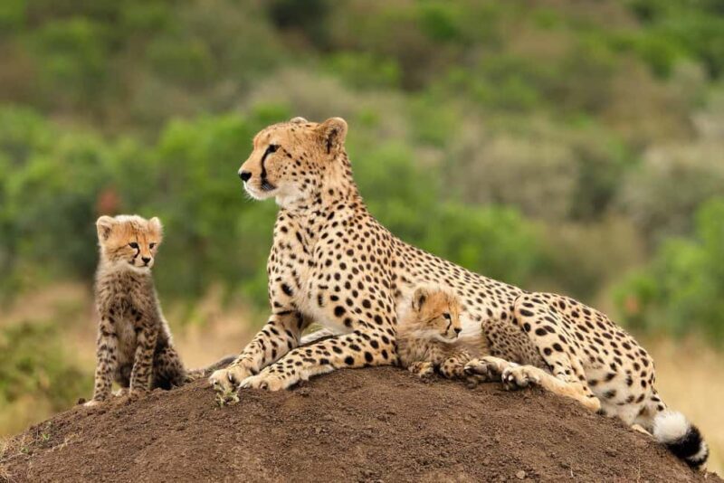 Cape Town Giraffe House, Cheetah Encounter and Wine Tasting - The Sum Up