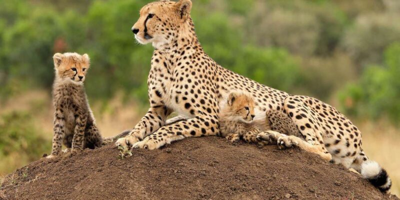 Cape Town Giraffe House, Cheetah Encounter and Wine Tasting - FAQ