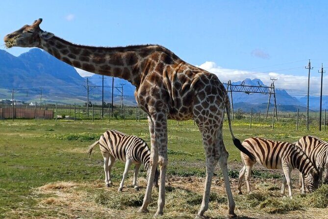 Cape Town Giraffe House, Cheetah Encounter and Wine Tasting Tour - Discover the Best of Cape Winelands: Giraffe House, Cheetah Encounter, and Wine Tasting Tour
