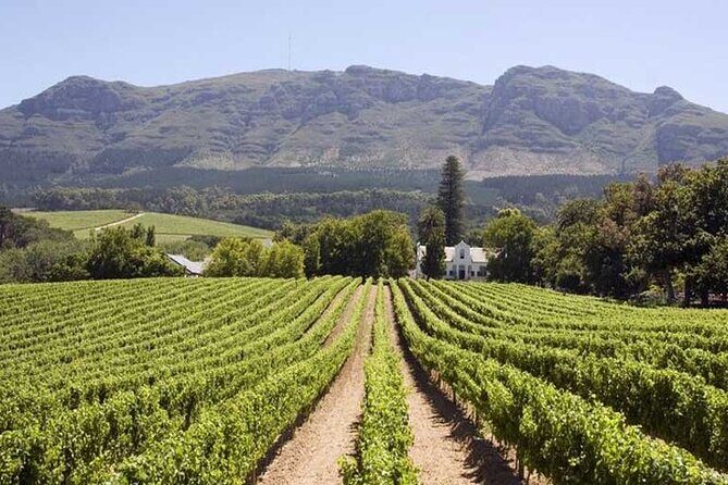 Cape Town Giraffe House, Cheetah Encounter and Wine Tasting Tour - FAQs