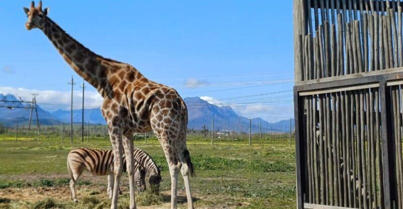 Cape Town: Giraffic , Cheetah Encounter and wine testing - Key Points  