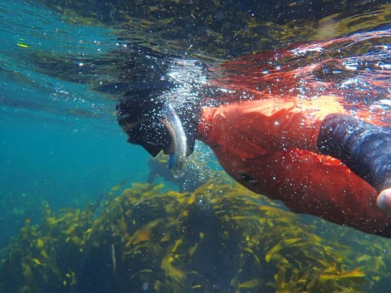 Cape Town: Great African Sea Forest Guided Snorkel - Key Points