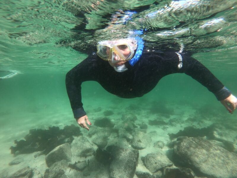 Cape Town: Great African Sea Forest Guided Snorkel - The Sum Up