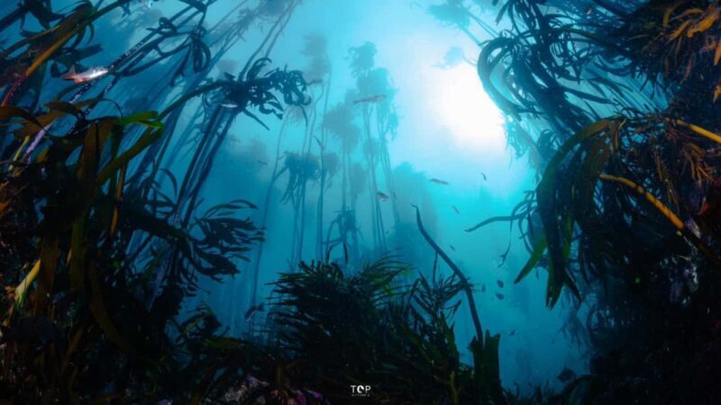 Cape Town: Great African Sea Forest Guided Snorkel - FAQs
