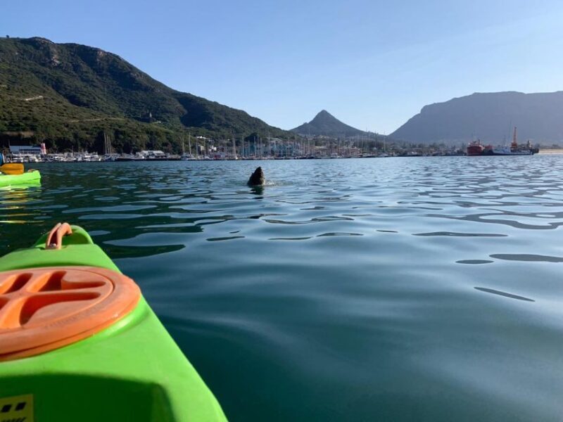Cape Town: Guided Kayaking in Hout Bay - What to Expect During the Tour