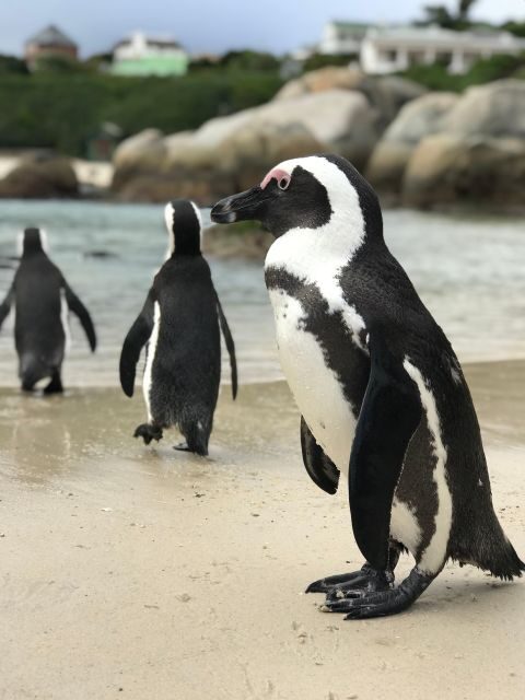 Cape Town: Half-Day Boulders Beach & Penguin Encounter Tour - Key Points