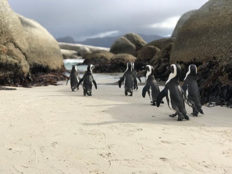 Cape Town: Half-Day Boulders Beach & Penguin Encounter Tour - Authentic Experiences & Practical Tips