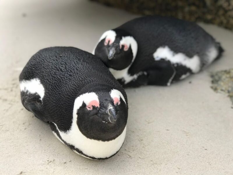 Cape Town: Half-Day Boulders Beach & Penguin Encounter Tour - Who Should Book This Tour?