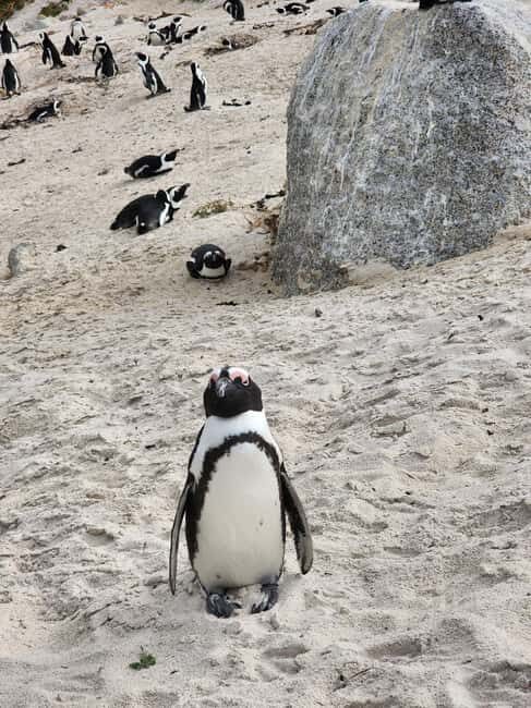 Cape Town: Half-Day Cape Peninsula Tour with Penguin private - Key Points