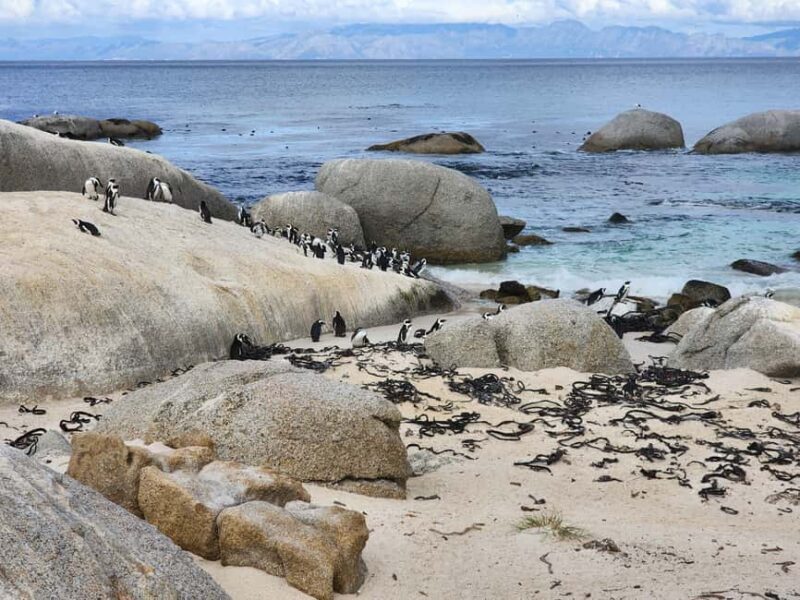 Cape Town: Half-Day Cape Peninsula Tour with Penguin private - Practical Tips for Your Tour