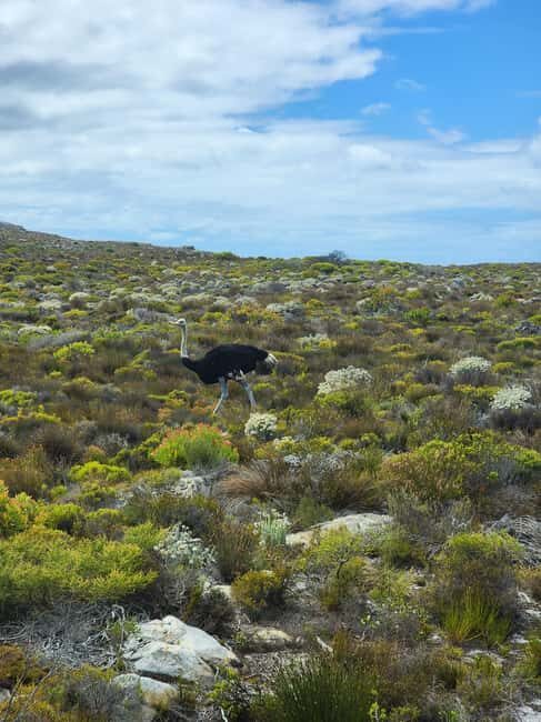 Cape Town: Half-Day Cape Peninsula Tour with Penguin private - FAQ