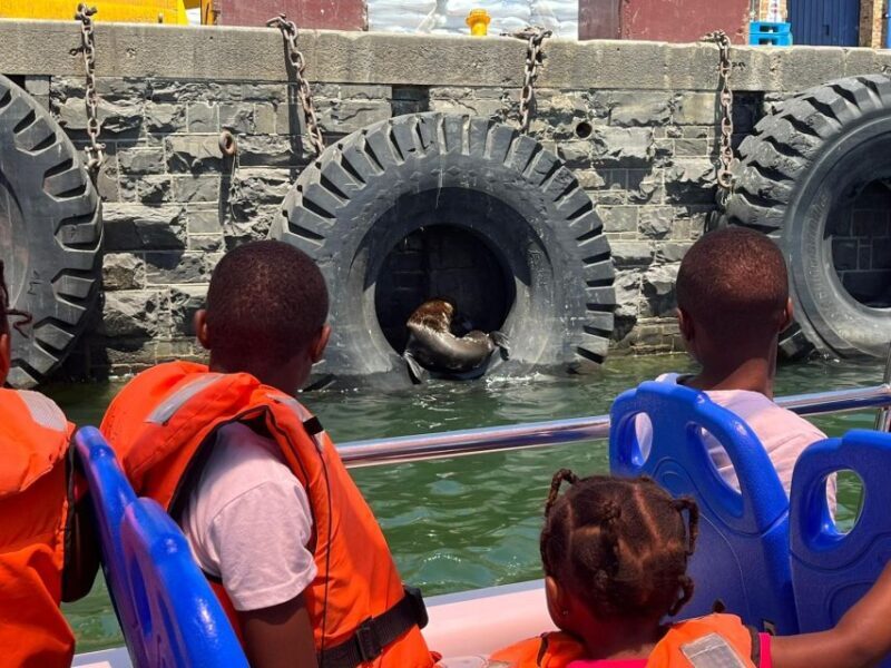 Cape Town: Harbor Cruise - Authentic Feedback from Travelers