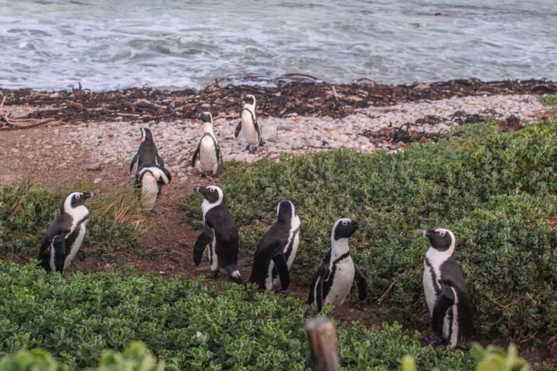 Cape Town: Hermanus Boat Cruise Whale Watching Tour - Why Choose This Tour?