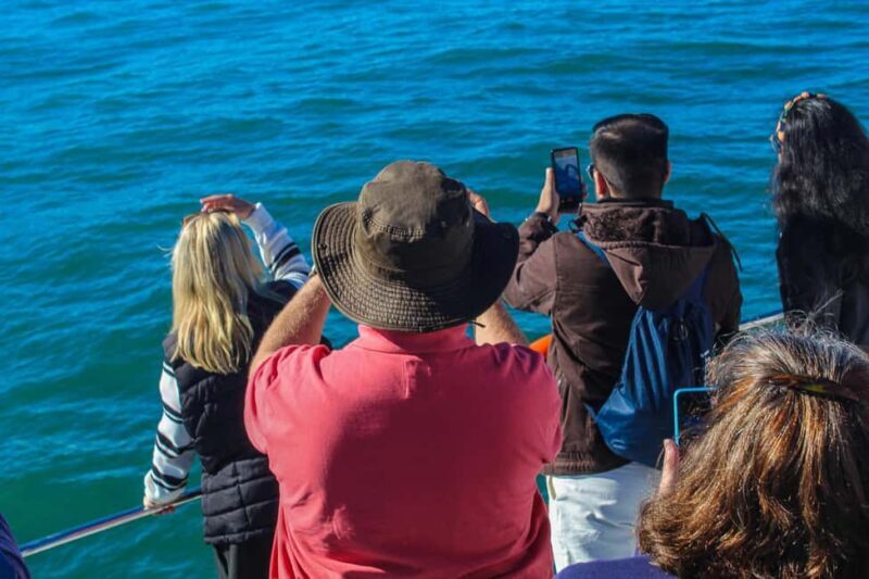 Cape Town: Hermanus Land Based Whale Watching Tour - Discovering Hermanus and Its Wildlife