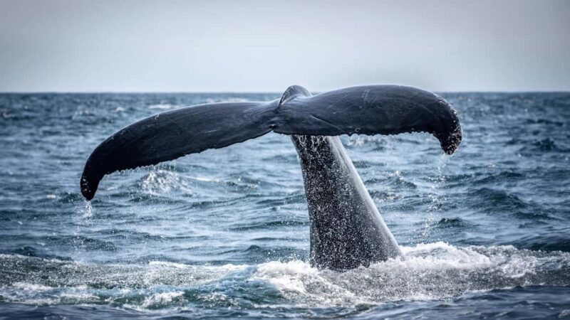 Cape Town: Hermanus Whale Watching Tour - Analyzing the Experience