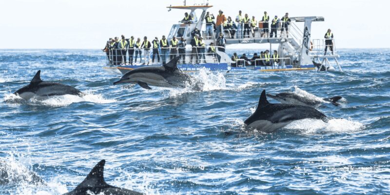 Cape Town: Hermanus Whale Watching & Winelands Tour - FAQs