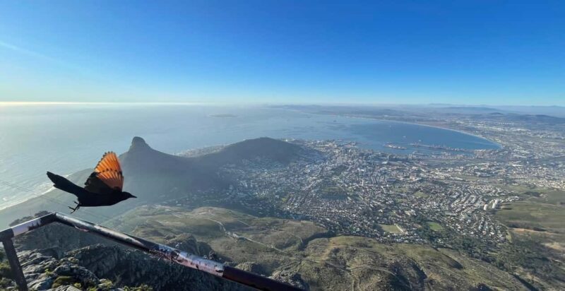 Cape Town: Hike up the Iconic Table Mountain - FAQ