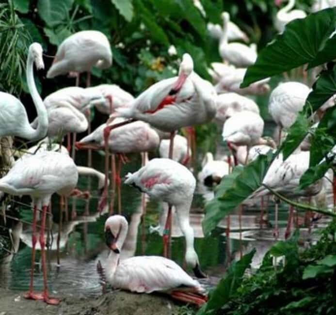 Cape Town: houtbay scenic tour ,seal island ,world of birds. - Practical Details: What to Know Before You Go